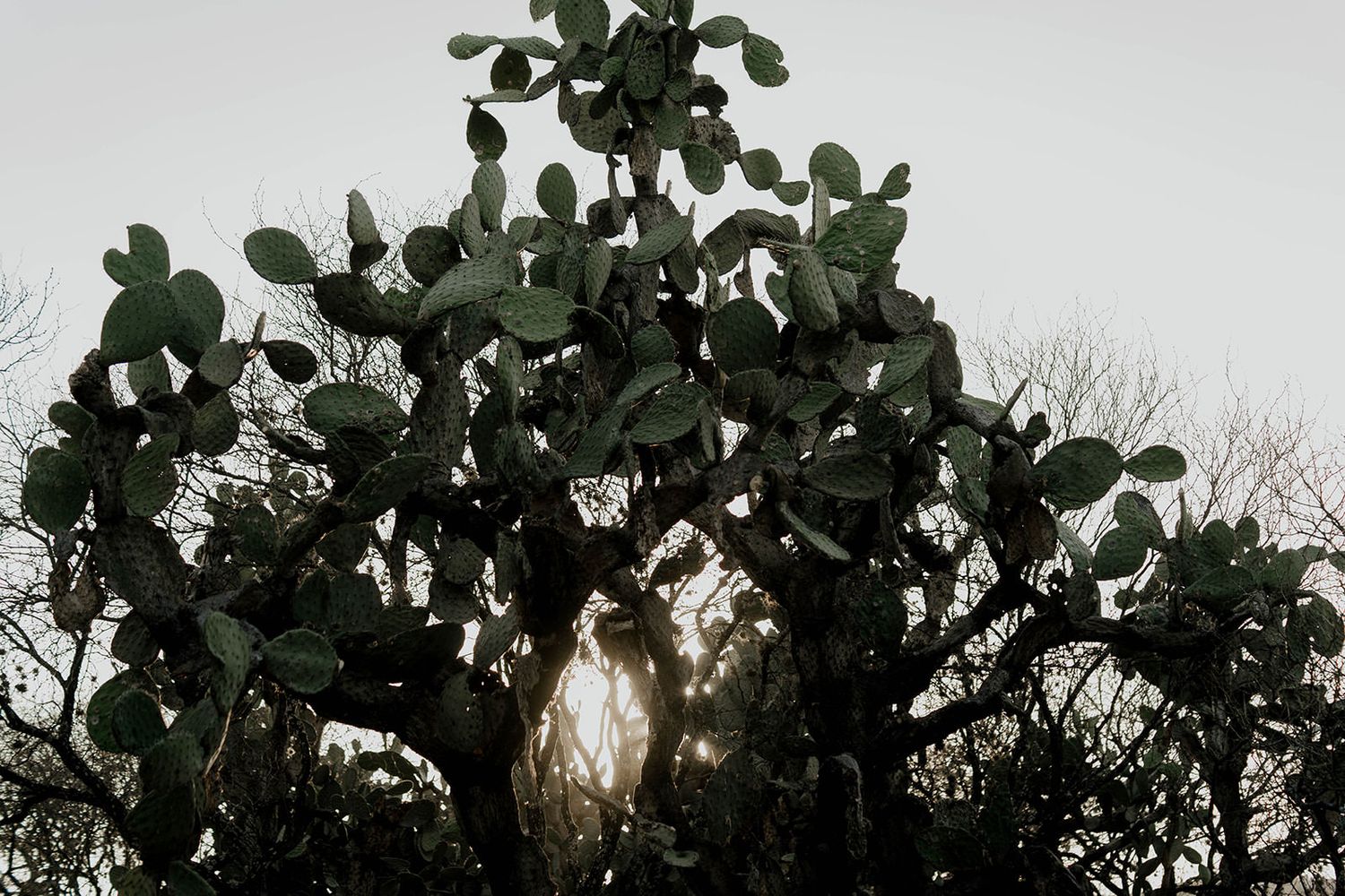 Sunlight filters through green leaves against a bright white background.