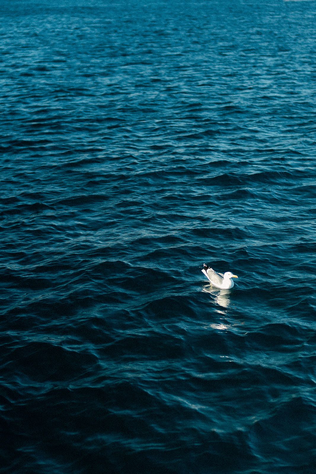 A white seagull floating on dark blue ocean waves with rippling water patterns and reflective sunlight.