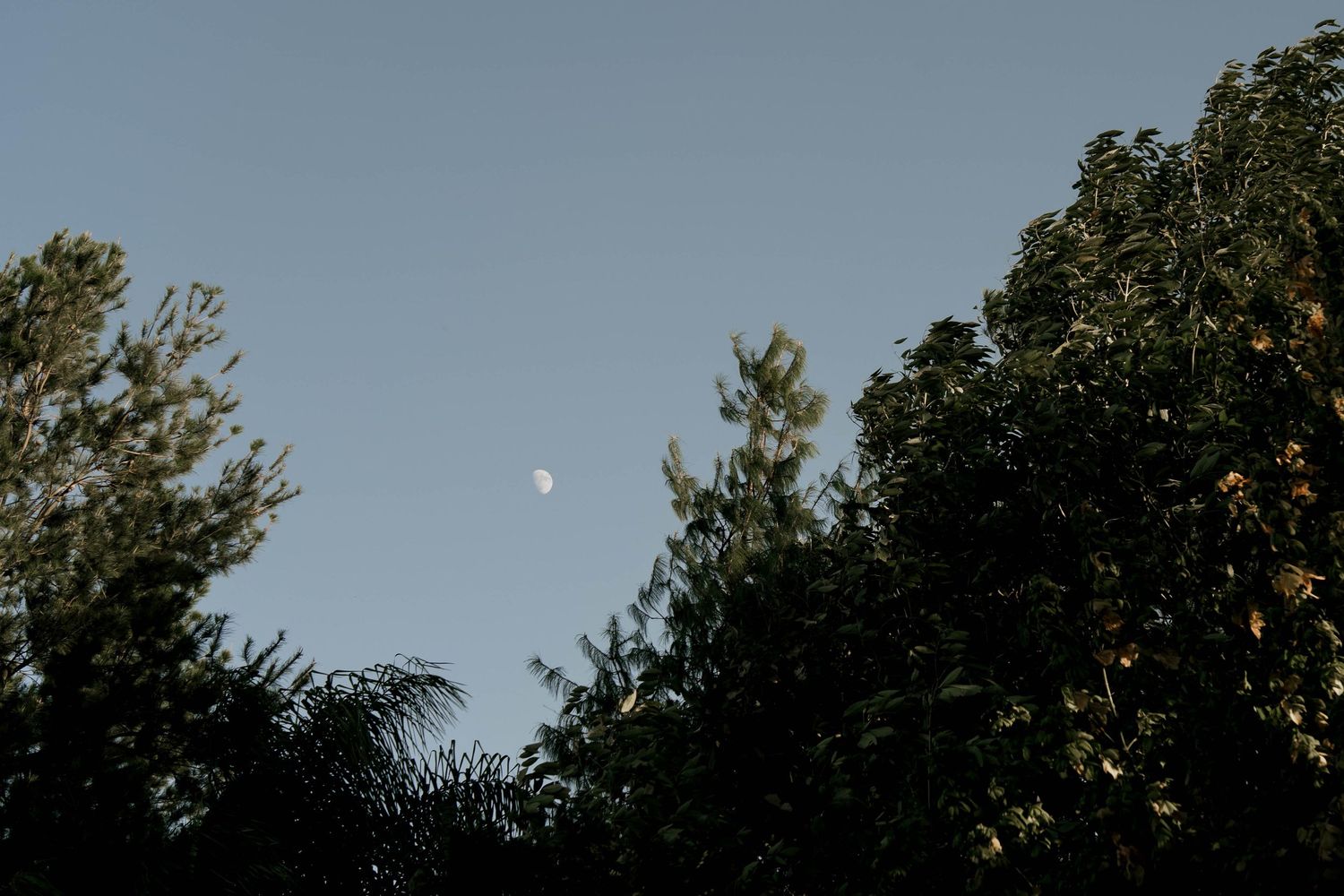Scenic evening sky with moon visible through tree branches.