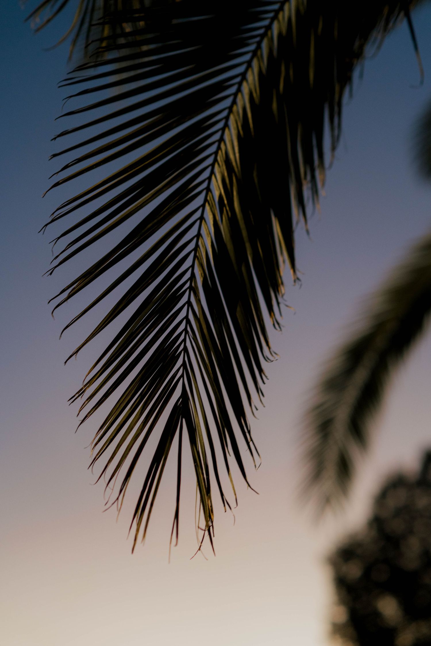 Palm frond silhouette against a dusky blue sky creates a tropical ambiance.
