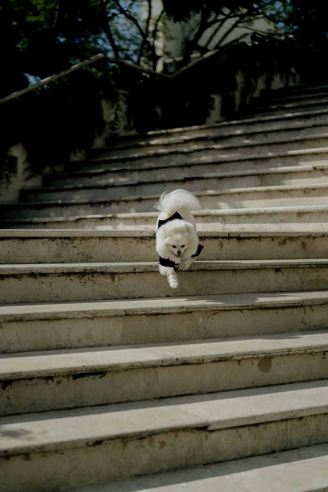 Fluffy white Pomeranian dog wearing a black bow tie bounding down outdoor stone steps at a wedding venue.