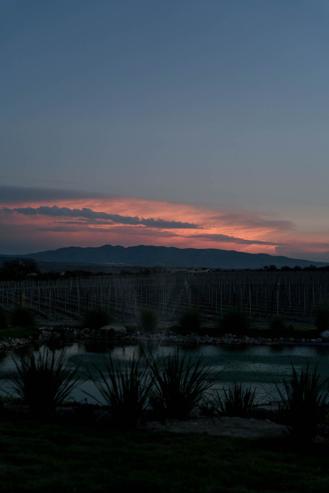 Dramatic sunset over mountains with vineyard rows and water features in the foreground.