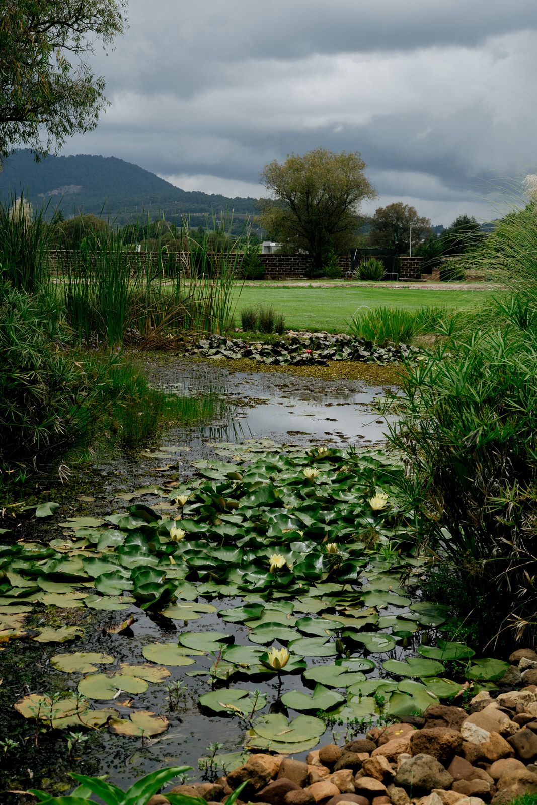 Lily pads and aquatic plants float on a pond with rocky edges and mountains in the background.