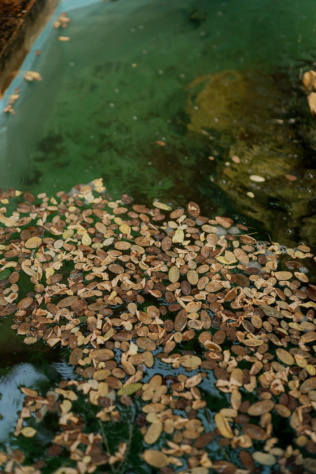 Scattered copper coins float in green-tinted water, creating a wishing well effect.