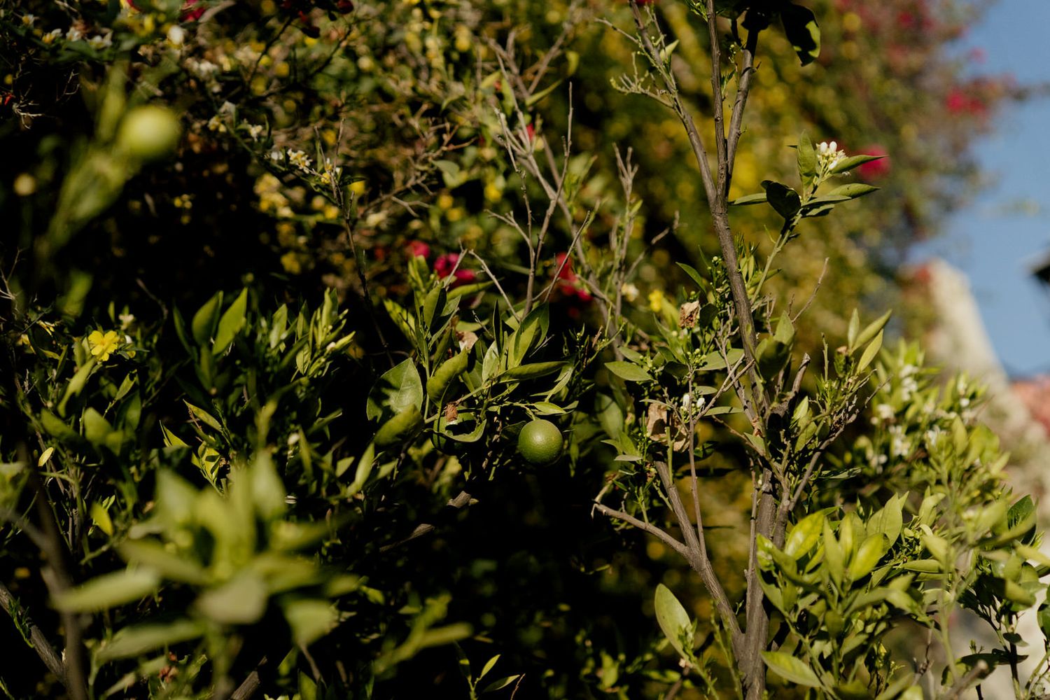Lush green foliage and flowering vines against bright sunlit sky.
