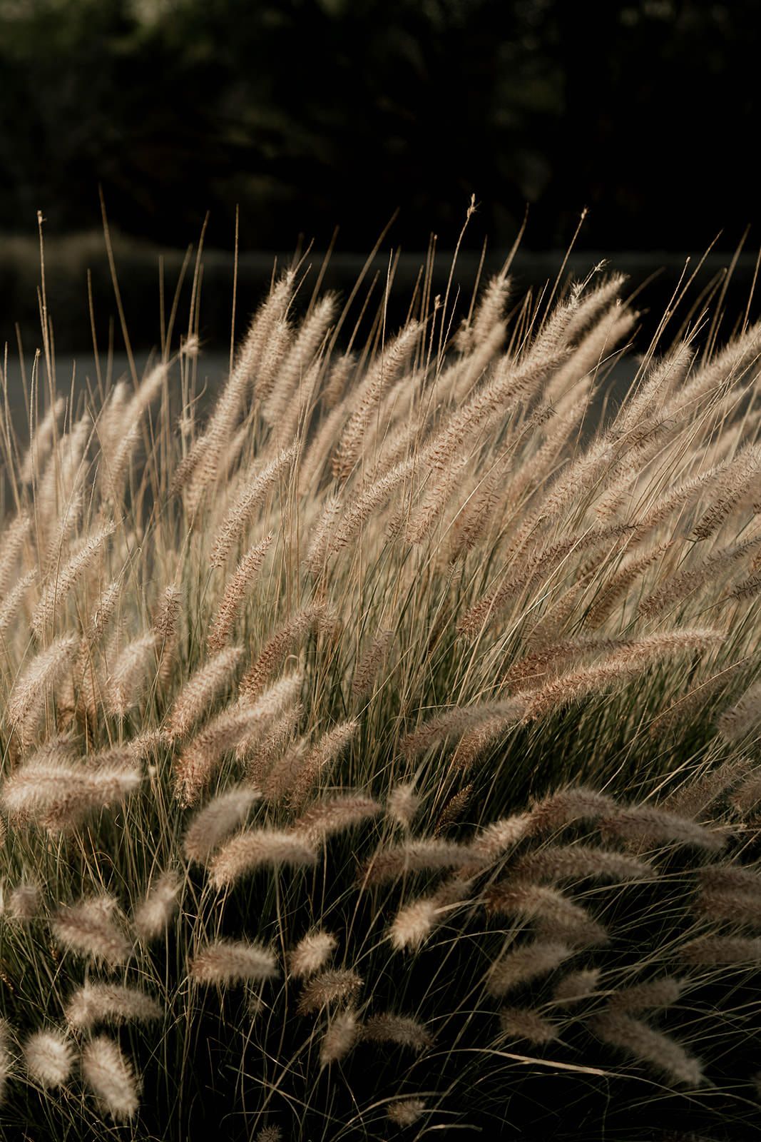 Golden ornamental grasses sway in a row against a darkening sky.