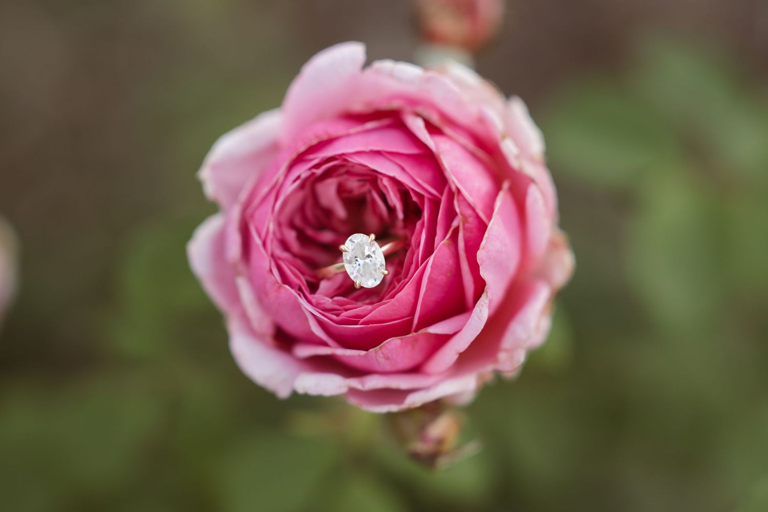 Diamond engagement ring nestled inside a blooming pink rose.
