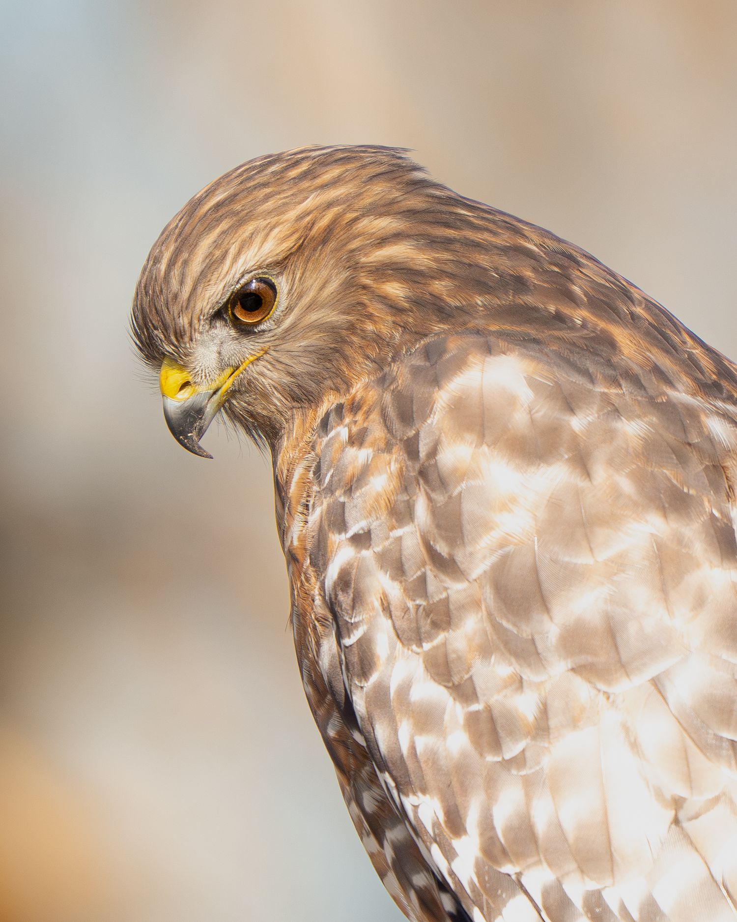 Close-up profile of a red-shouldered hawk showing detailed brown and white feather patterns and sharp yellow beak.