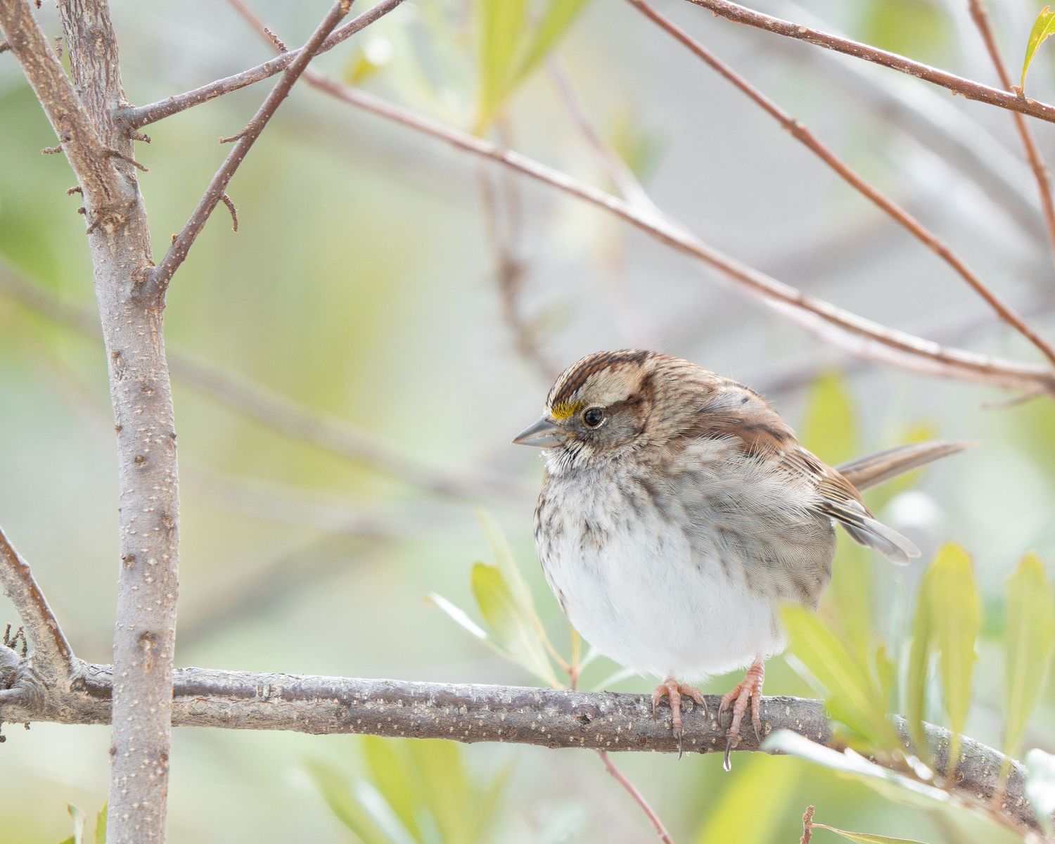 A White-throated Sparrow with striped head and yellow lores perches on a branch amid green leaves.