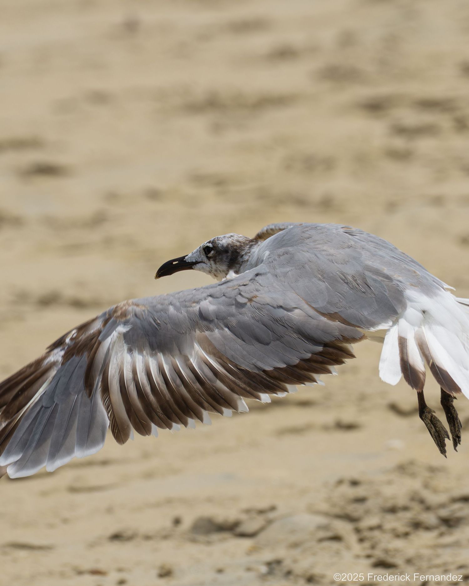Close-up of a seagull in mid-flight over sandy beach, showcasing detailed wing feathers and plumage.