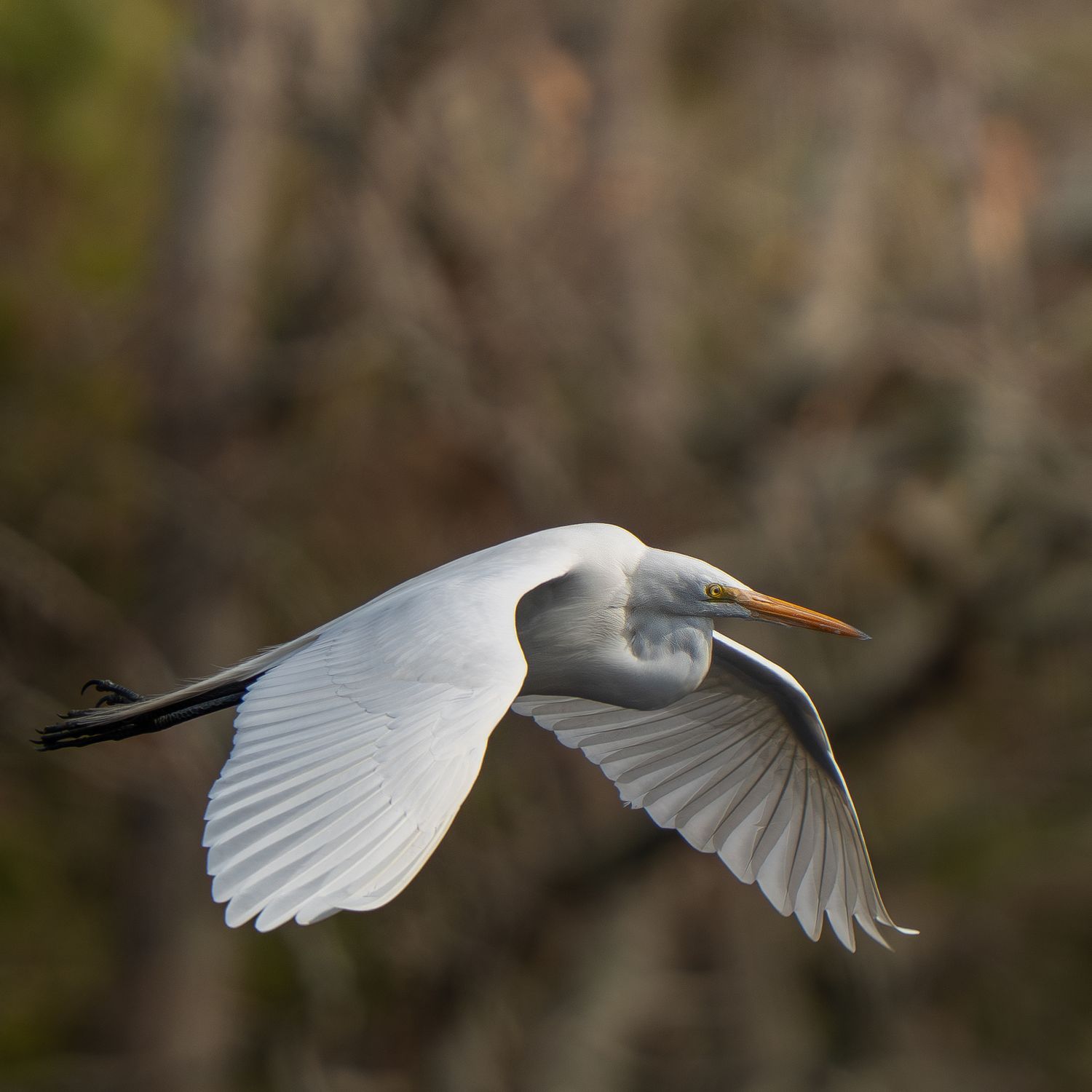 Great white egret flying with wings outstretched against a warm bokeh background.