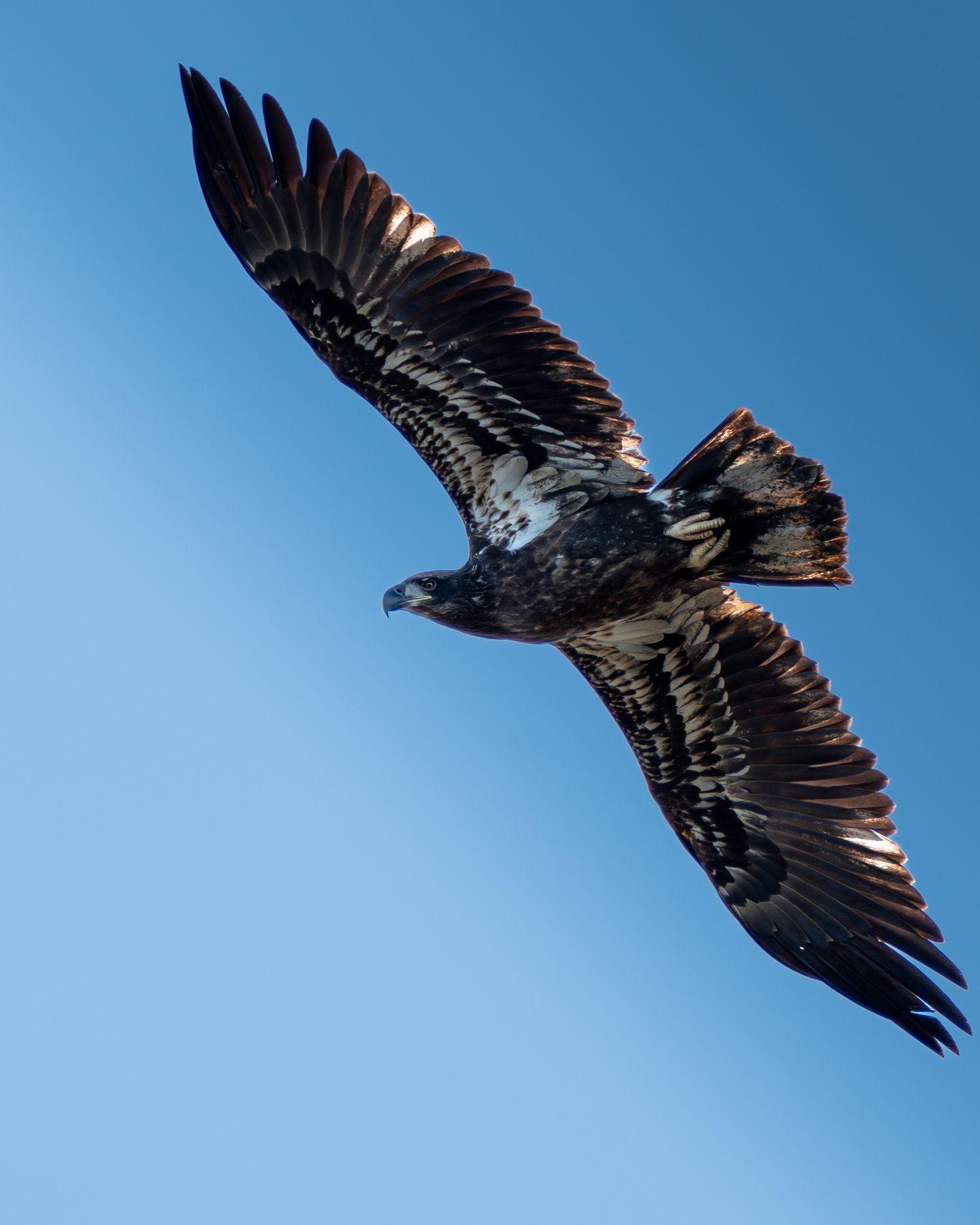 Juvenile bald eagle soaring with wings fully spread against a clear blue sky.