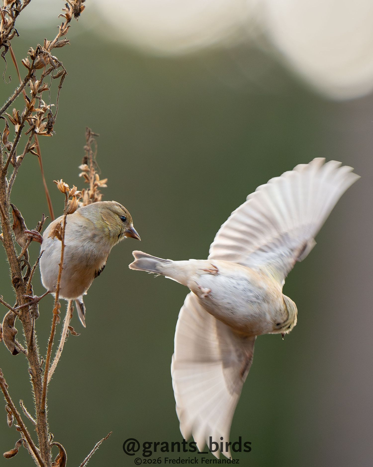 Two small finch birds interacting near dried wildflower stems, one perched and one in mid-flight with wings spread.