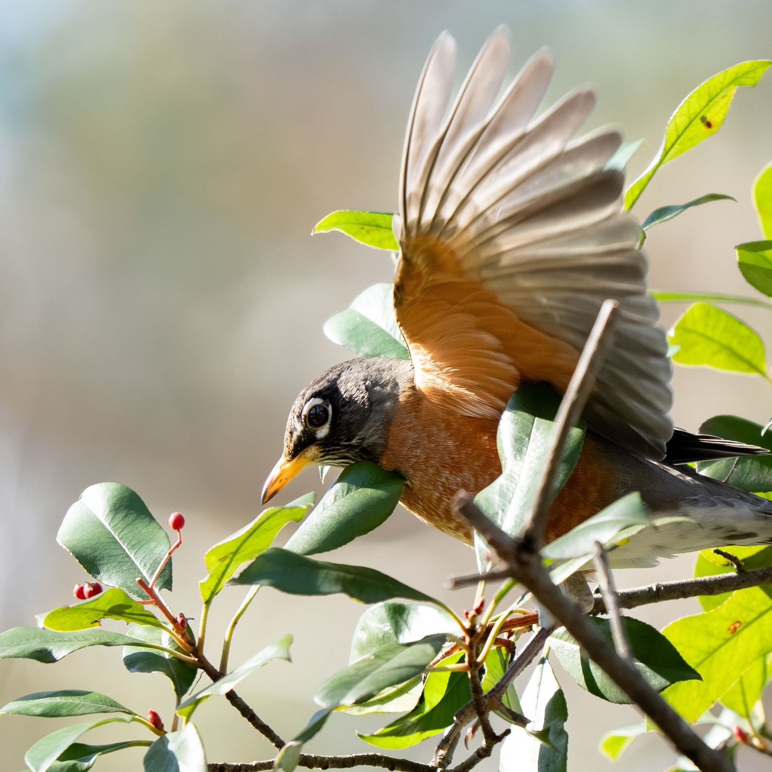 American robin spreading wings while perching on a branch with red berries.