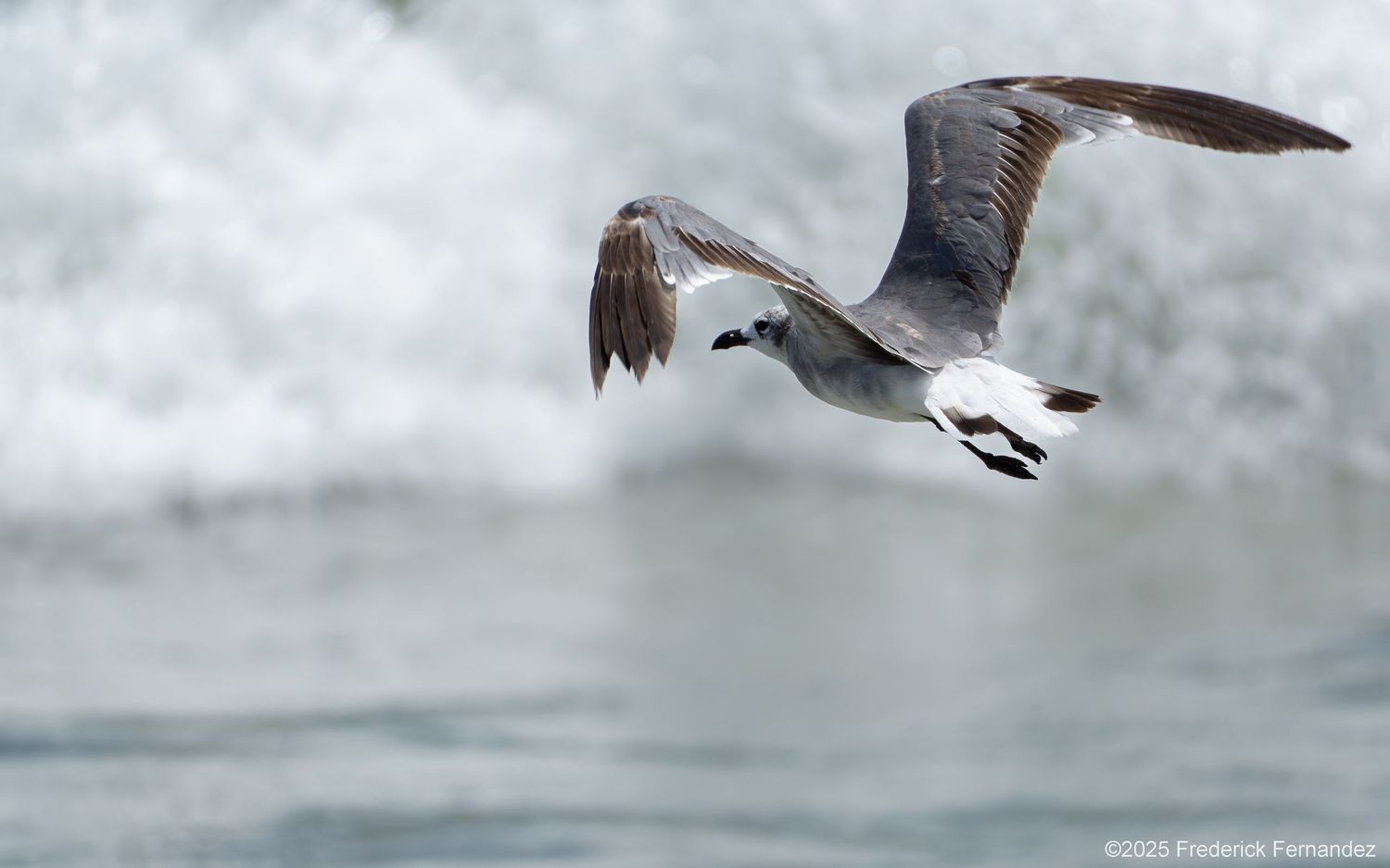 A seagull soars gracefully over ocean waves with wings spread wide against a blurred coastal background.