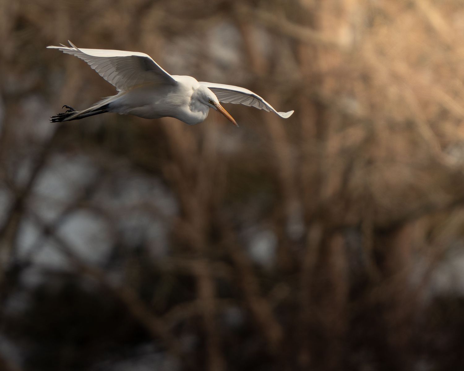 Great egret in graceful flight with wings spread against a blurred tree background.