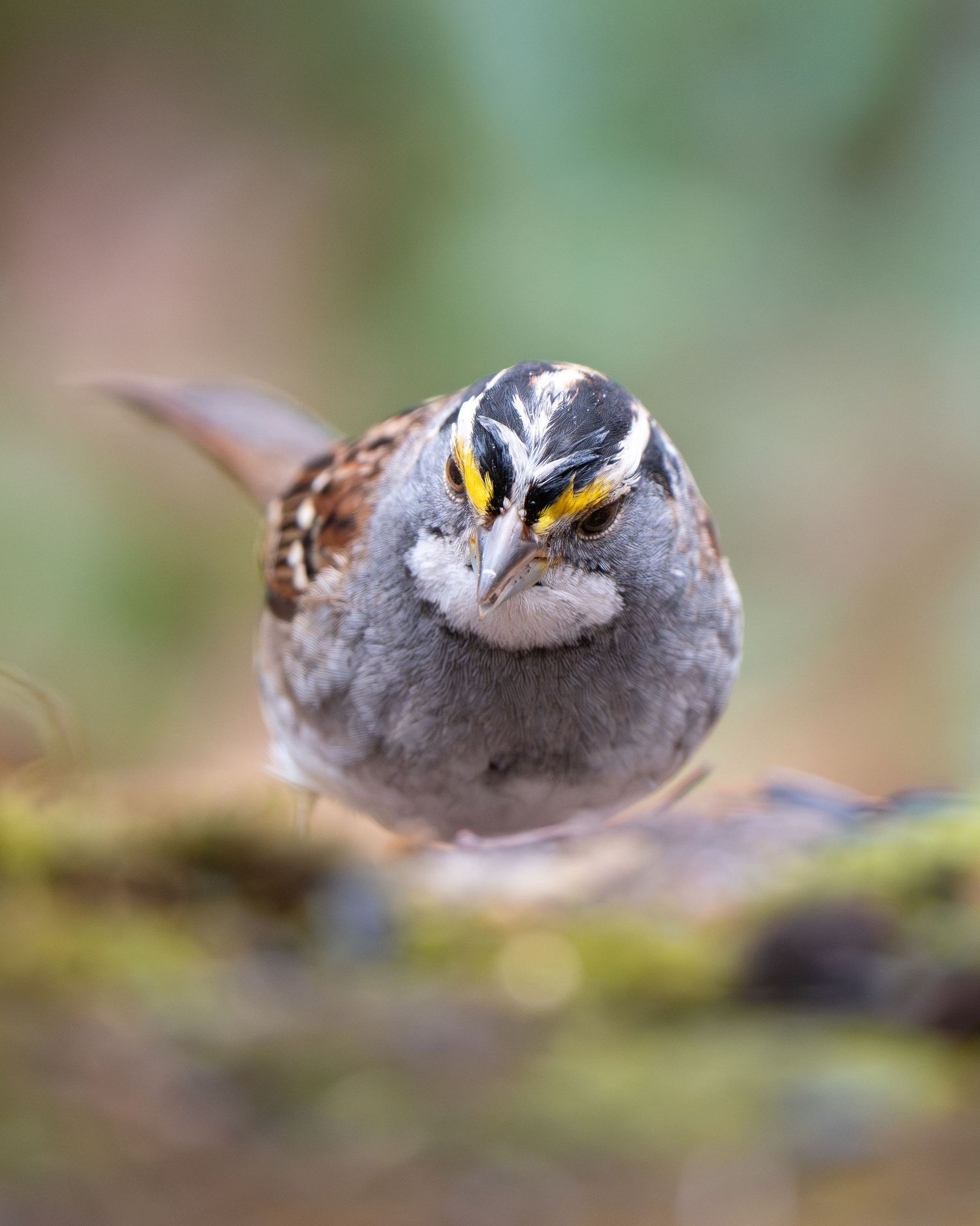 Fluffy white-throated sparrow with yellow markings facing camera, perched low on mossy ground in soft focus.