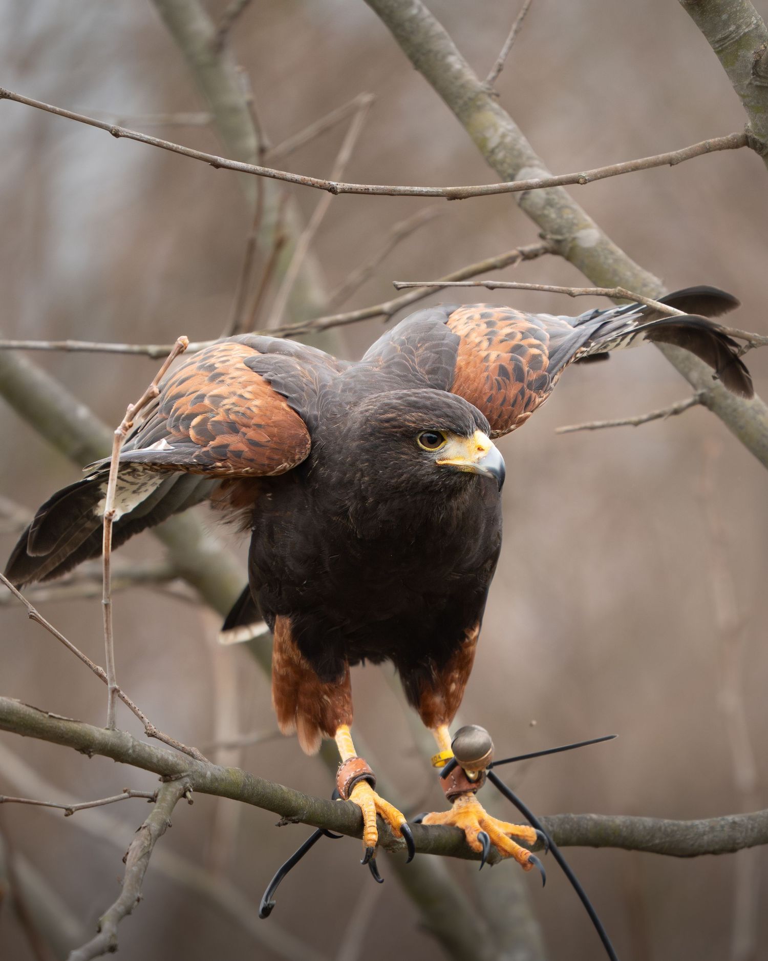 Harris hawk spreading wings on a bare tree branch with orange-yellow talons.