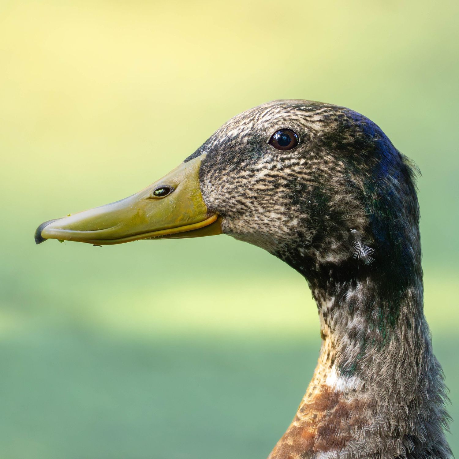Close-up portrait of a female Mallard duck with mottled brown plumage and yellow-olive bill.