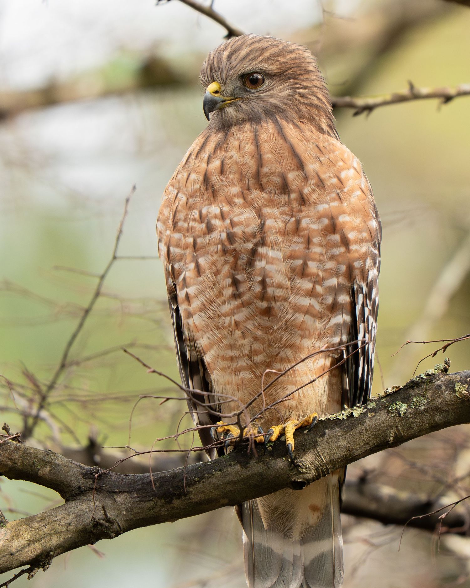 A Red-shouldered Hawk with brown streaked plumage perches alertly on a bare branch in woodland.