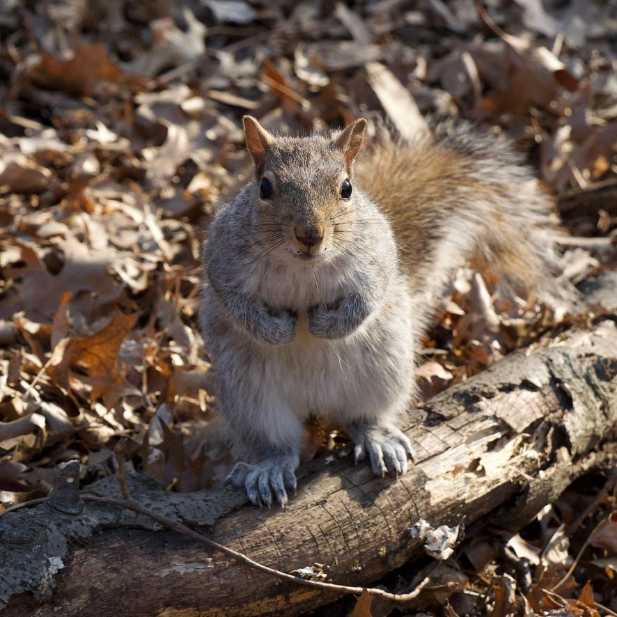 hello