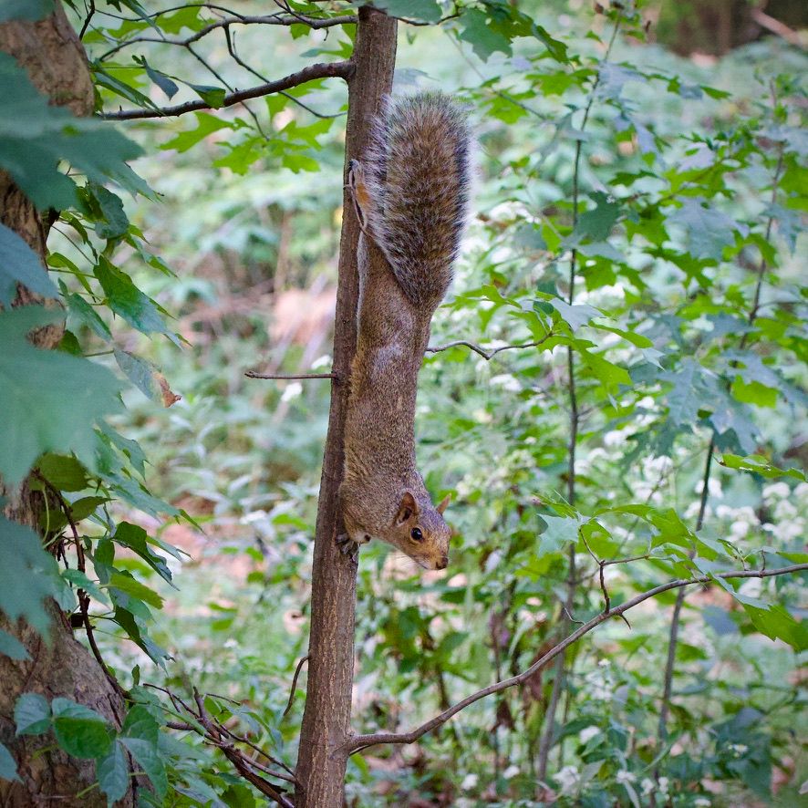 who goes there