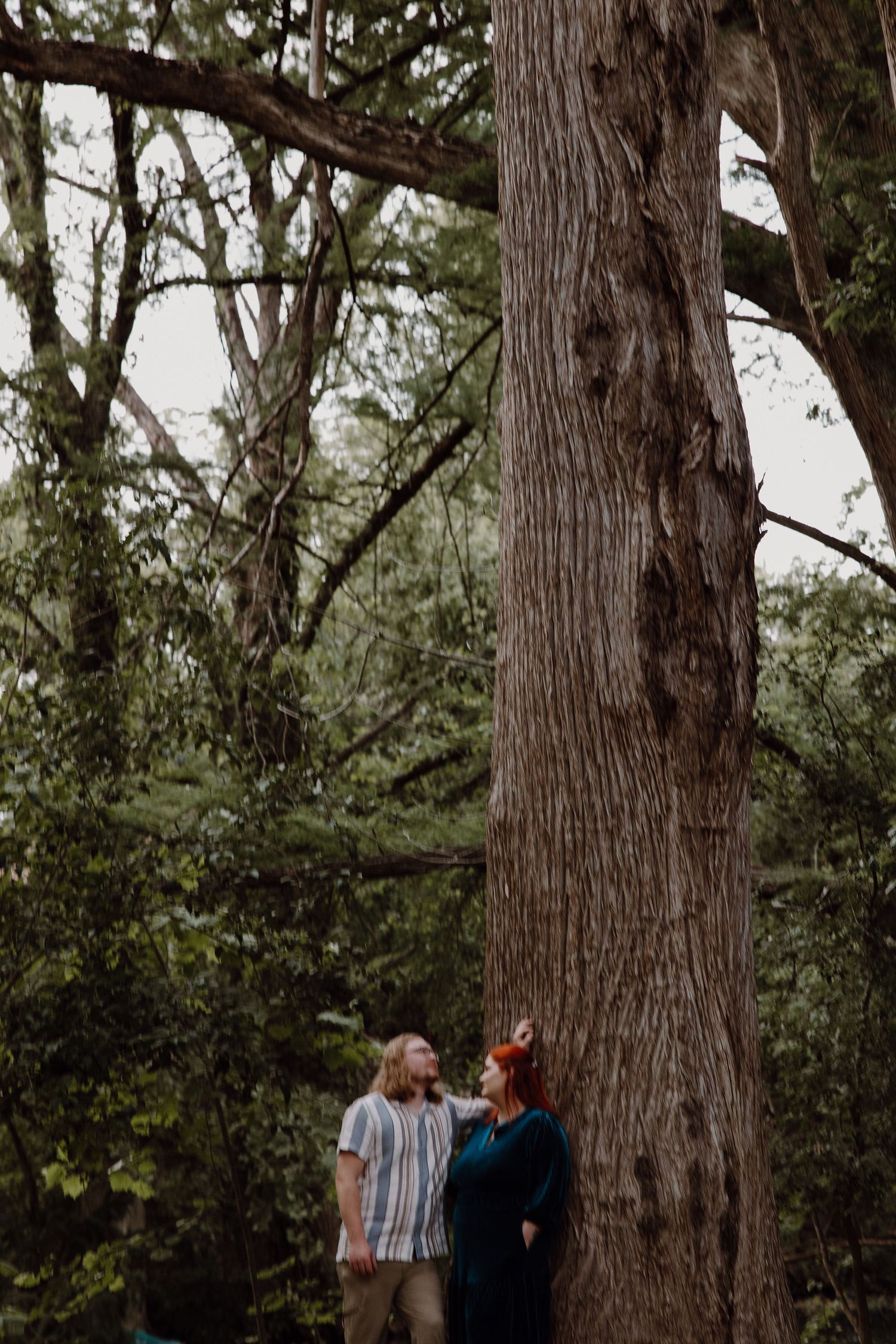 A couple gazes up at a massive tree trunk in a lush green forest during an outdoor engagement session.