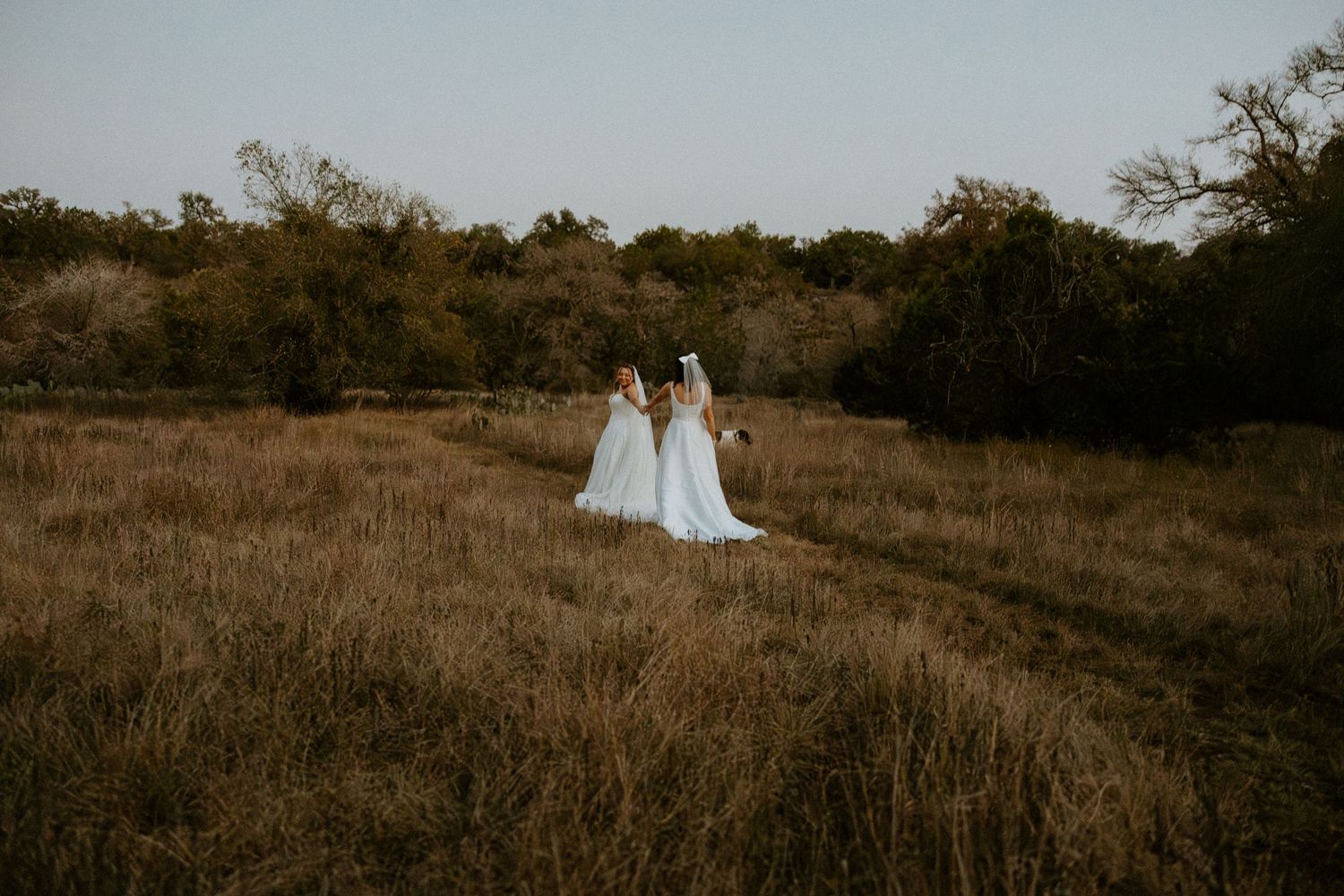 Two brides in white wedding gowns walk hand in hand through a golden field at dusk.