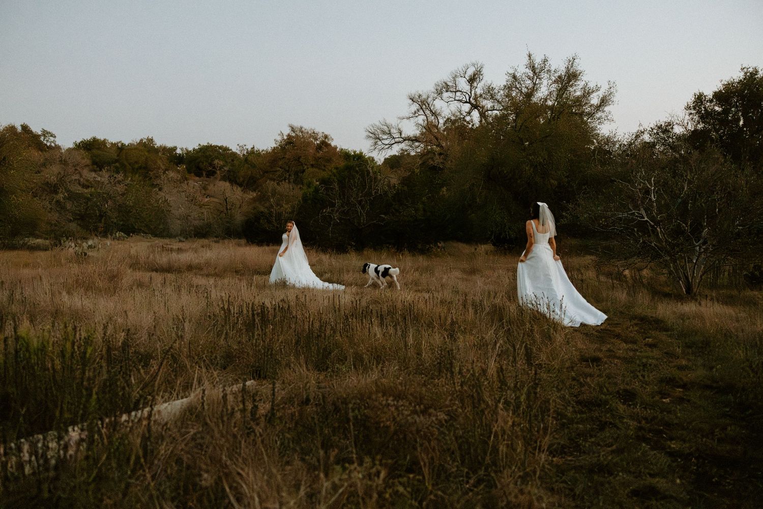 Two brides in white wedding gowns walk through a dry field with a dog at dusk.
