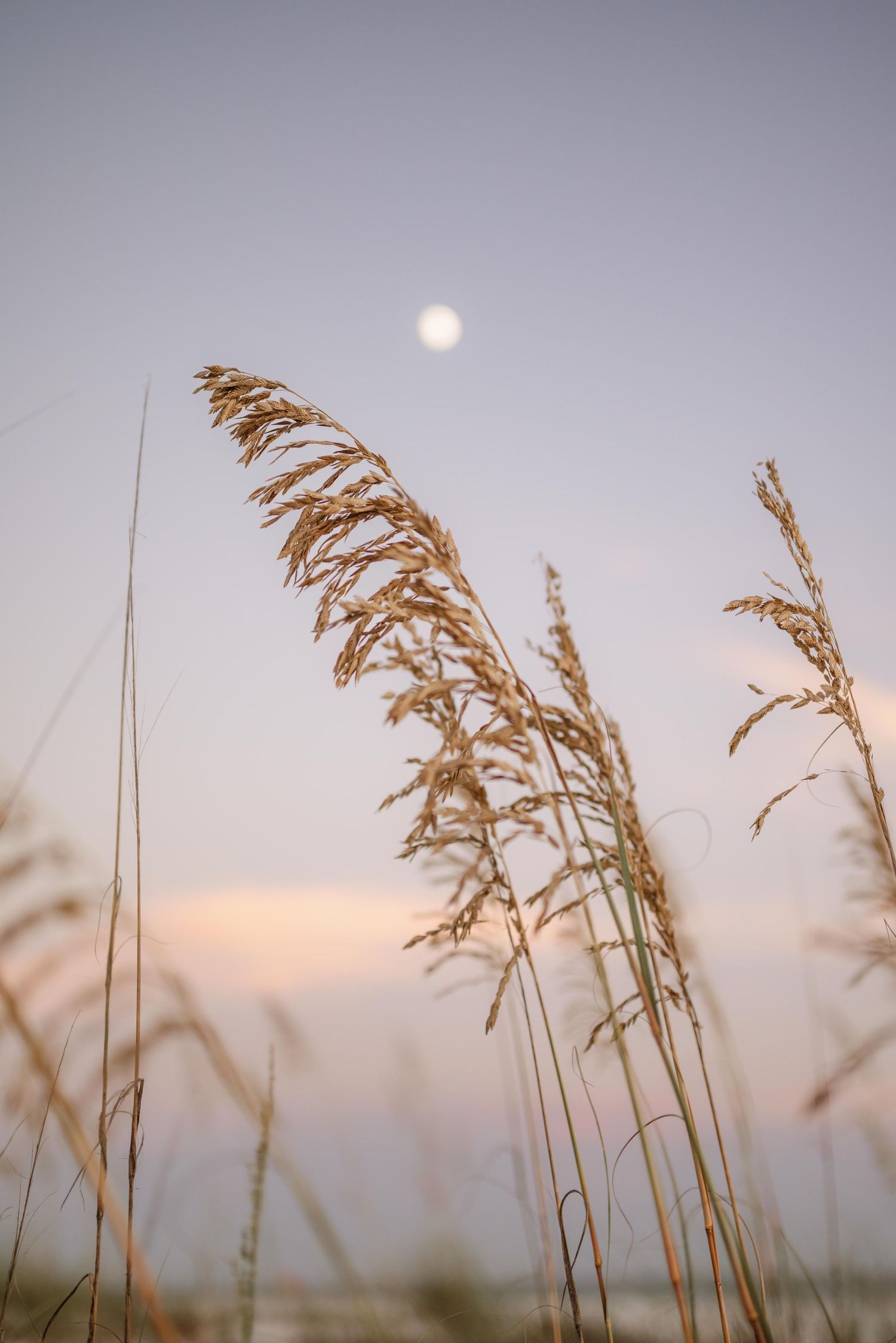 Golden sea oats sway in the breeze against a pale purple sunset sky.