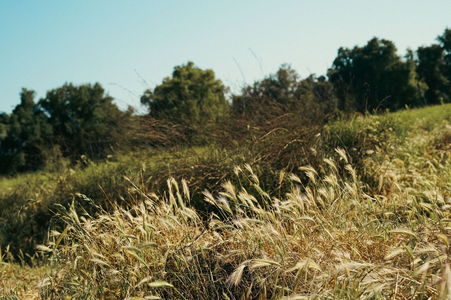 A beautiful Exeter field looks like the perfect spot for elopements