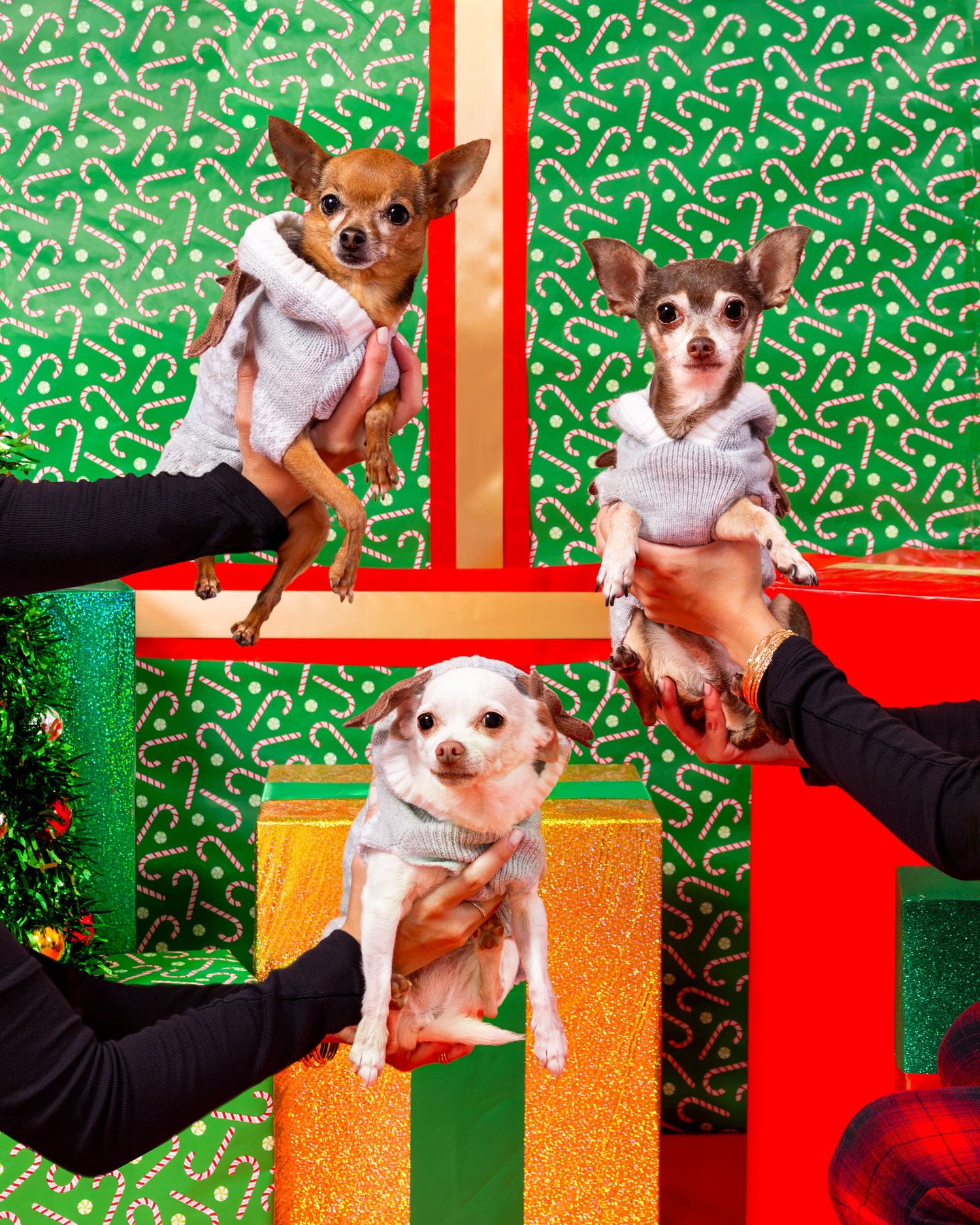 Three Chihuahuas in matching gray sweaters held up against a festive Christmas gift wrap background.
