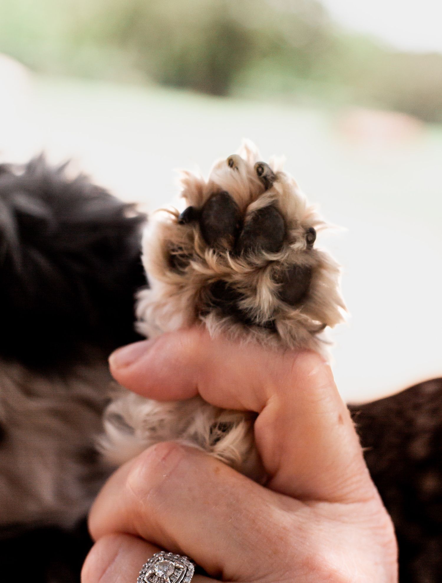 PAWS FOR LIFE