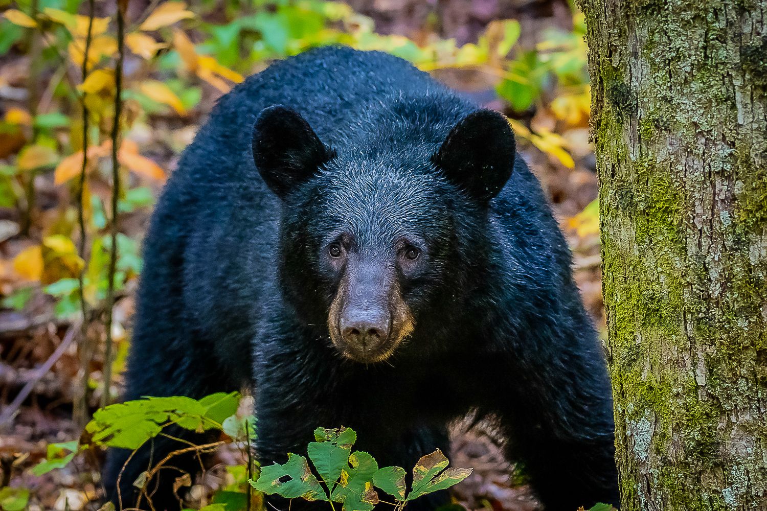 A black bear peers from behind a mossy tree trunk in autumn woods.
