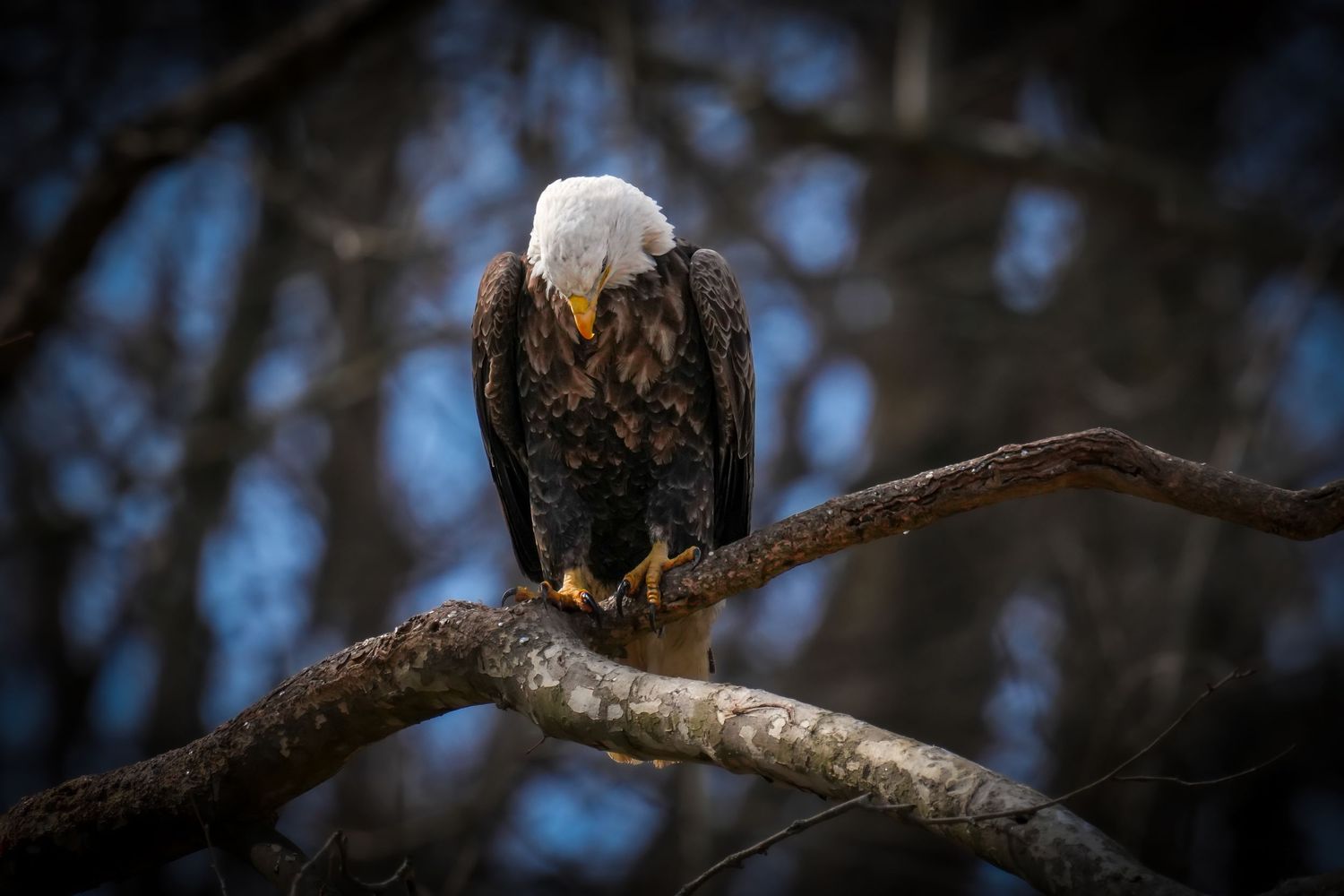 A majestic bald eagle perches on a bare branch, looking downward against a dark blue forest background.
