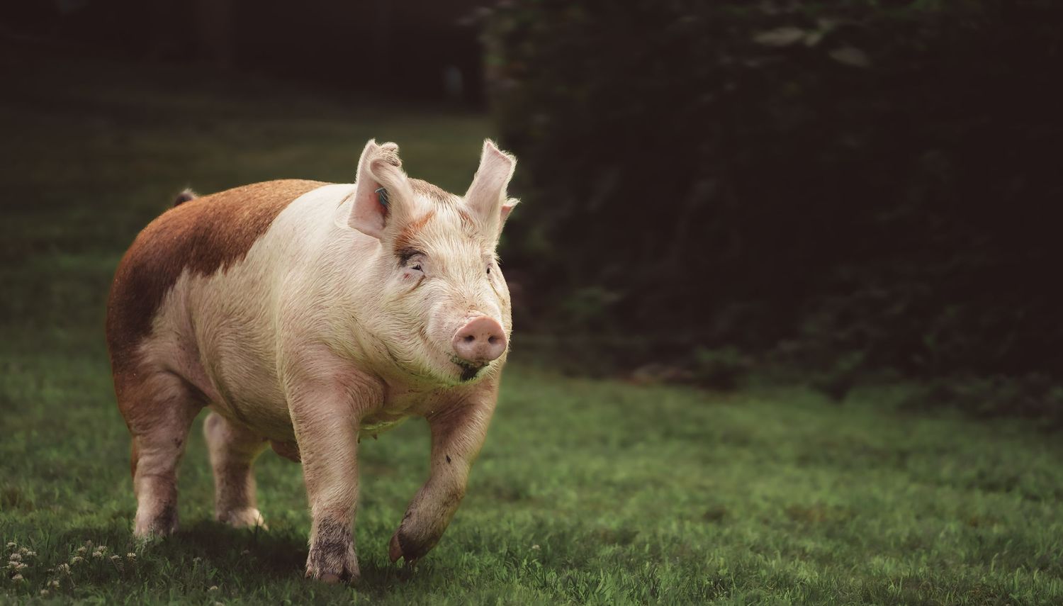 A tan and pink domestic pig walks through lush green grass with dark trees in the background.