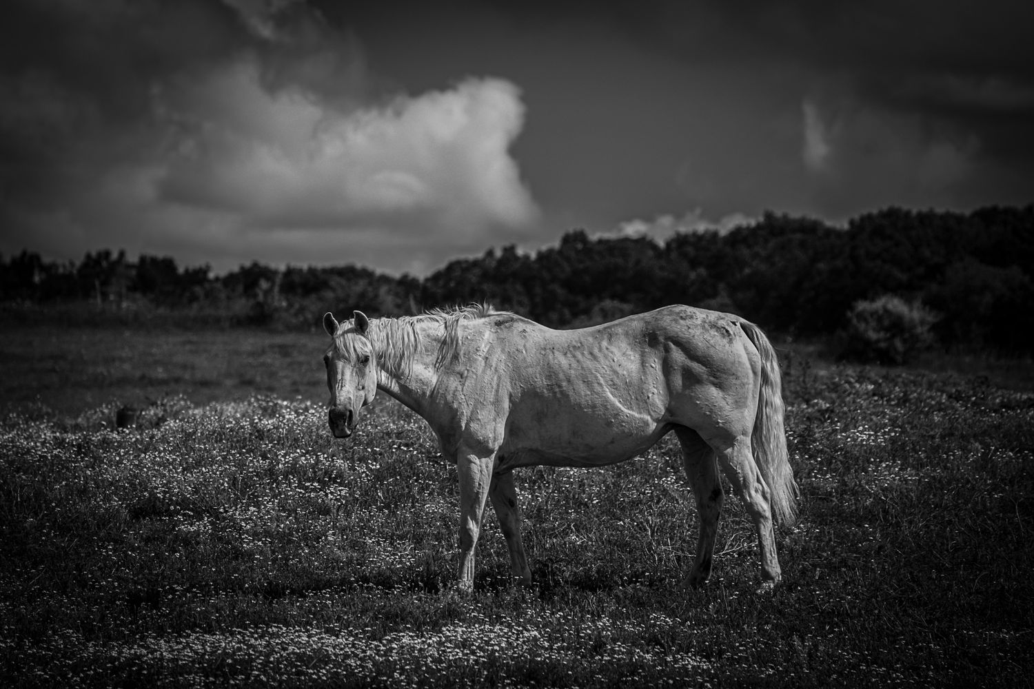 Black and white photo of a white horse standing in a flower-filled field under stormy clouds.