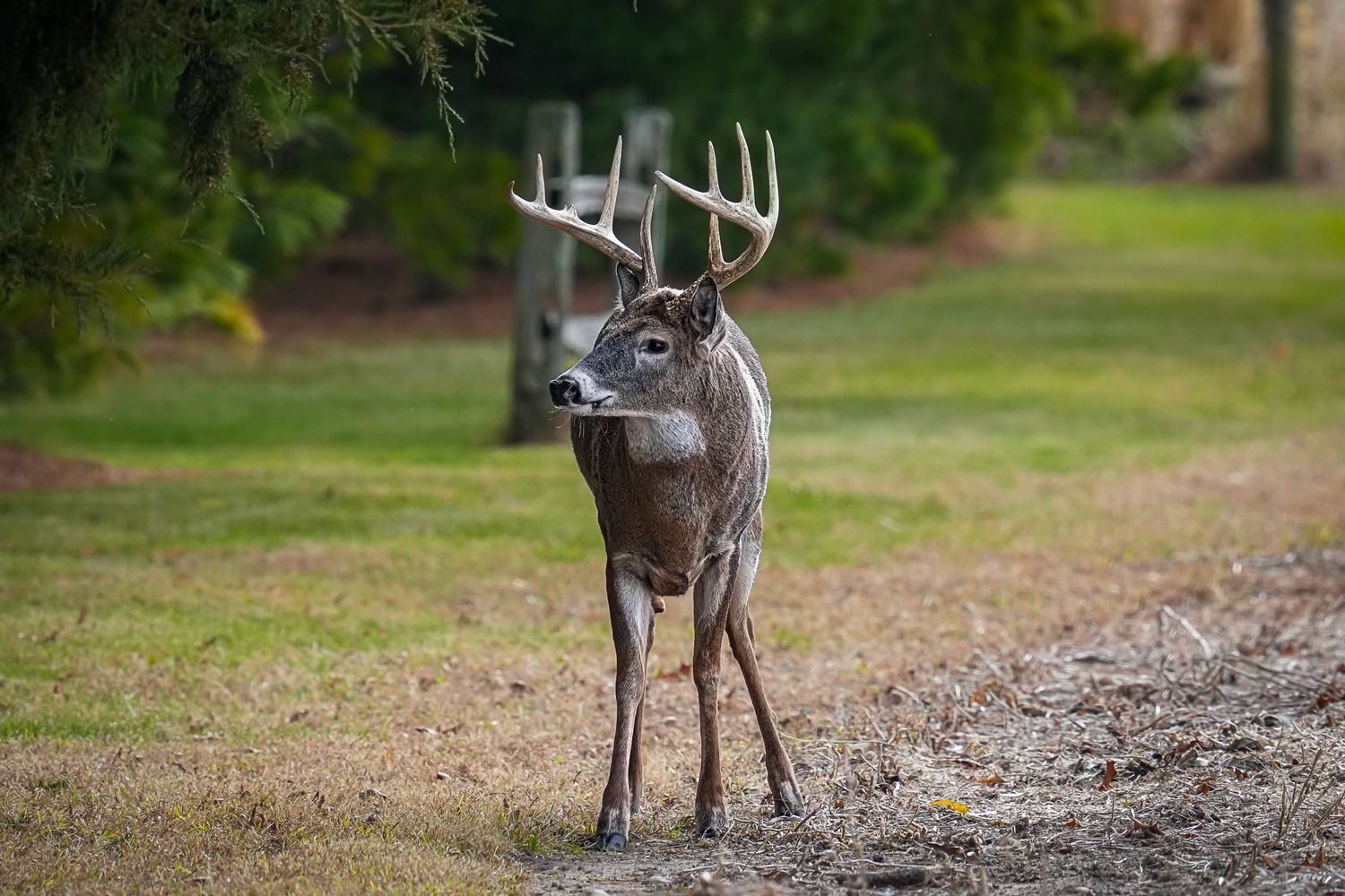 Large white-tailed buck with impressive antlers standing in a suburban yard.