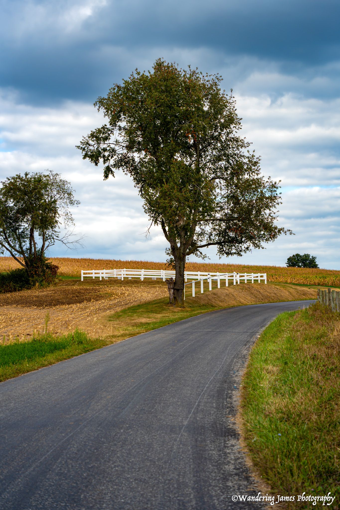 A winding rural road beside a large tree, white fence, and golden cornfield under cloudy skies.