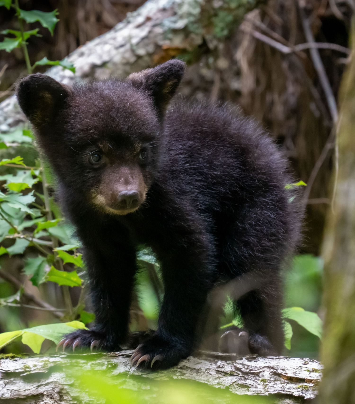 A small black bear cub stands on a mossy log in a lush green forest, looking curiously at the camera.