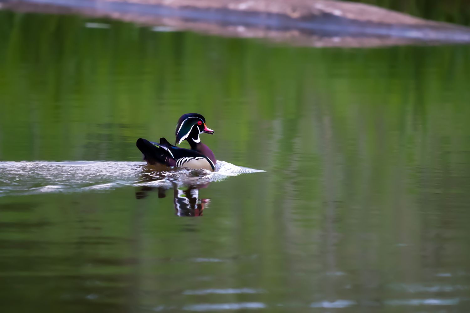 A colorful wood duck drake gliding across a calm reflective green pond in the wild.