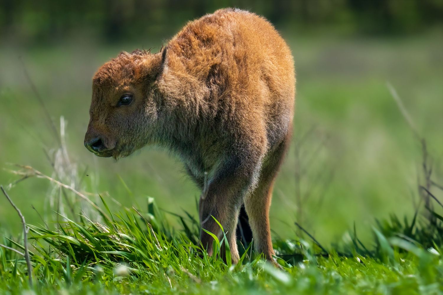 A young bison calf with fluffy brown fur stands in a lush green meadow, showcasing its adorable features.