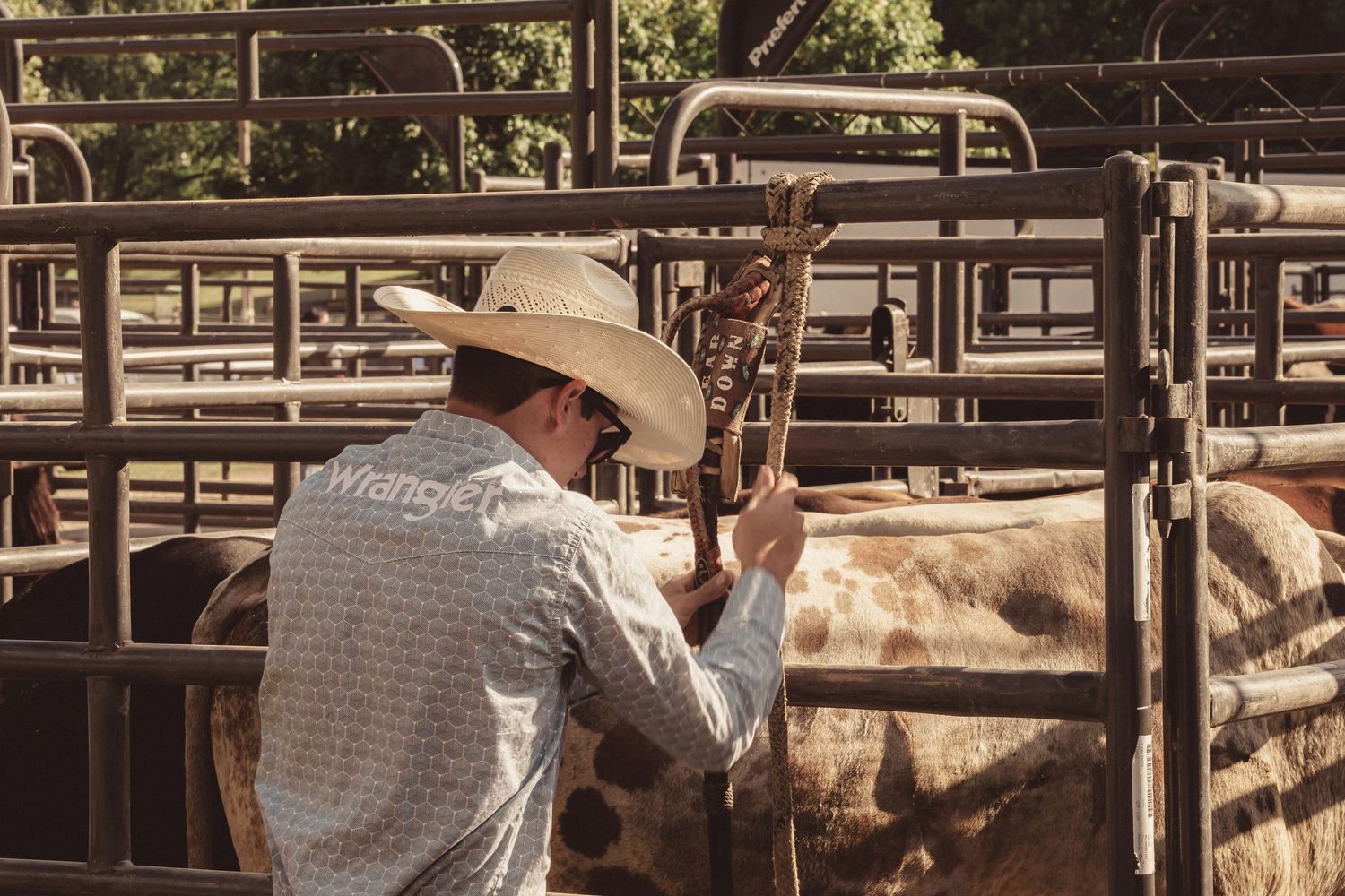 Cowboy in Wrangler shirt working with cattle in rodeo holding pens behind metal gates.