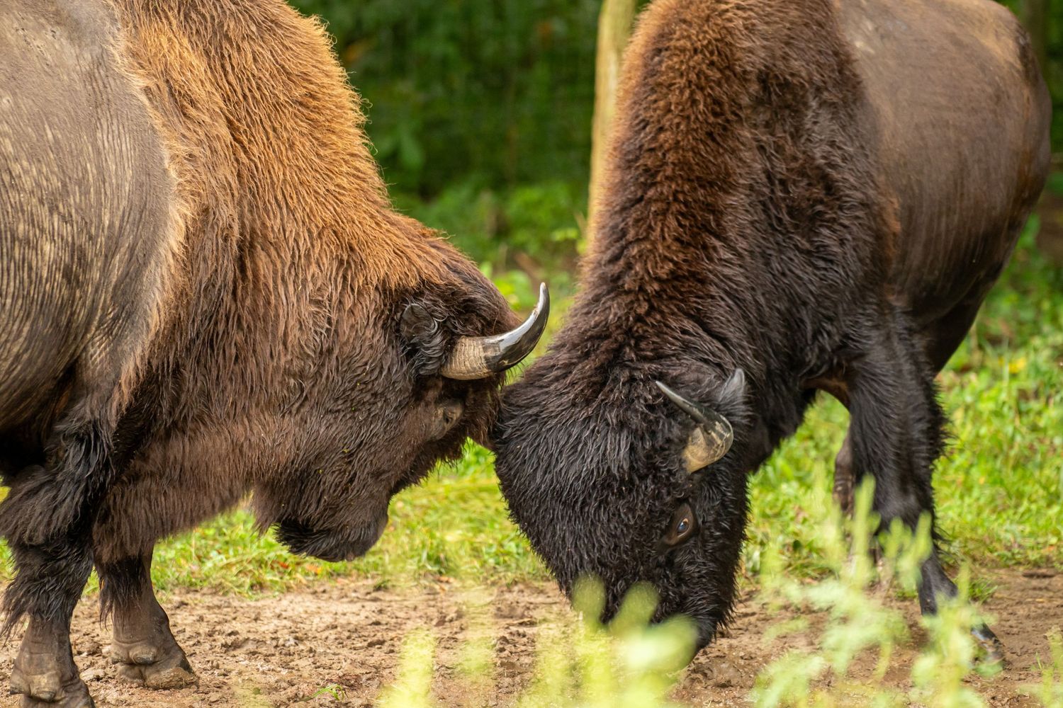 Two large brown bison lock horns in a dramatic head-to-head confrontation on a dirt clearing.