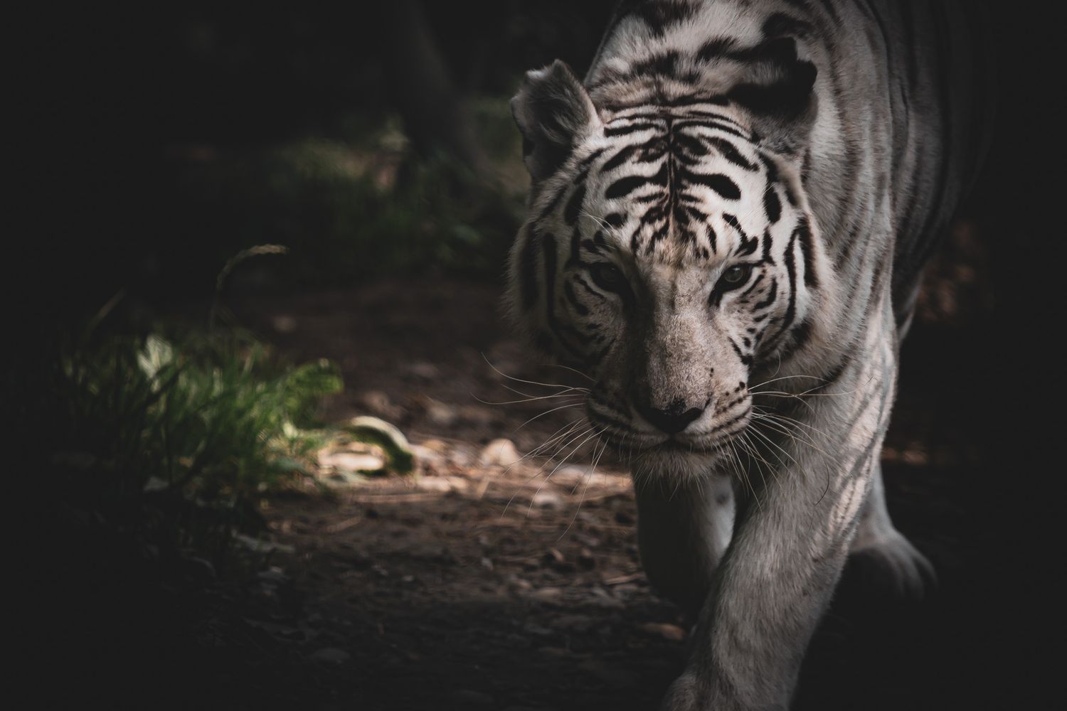 Majestic white Bengal tiger walking in dark forest.