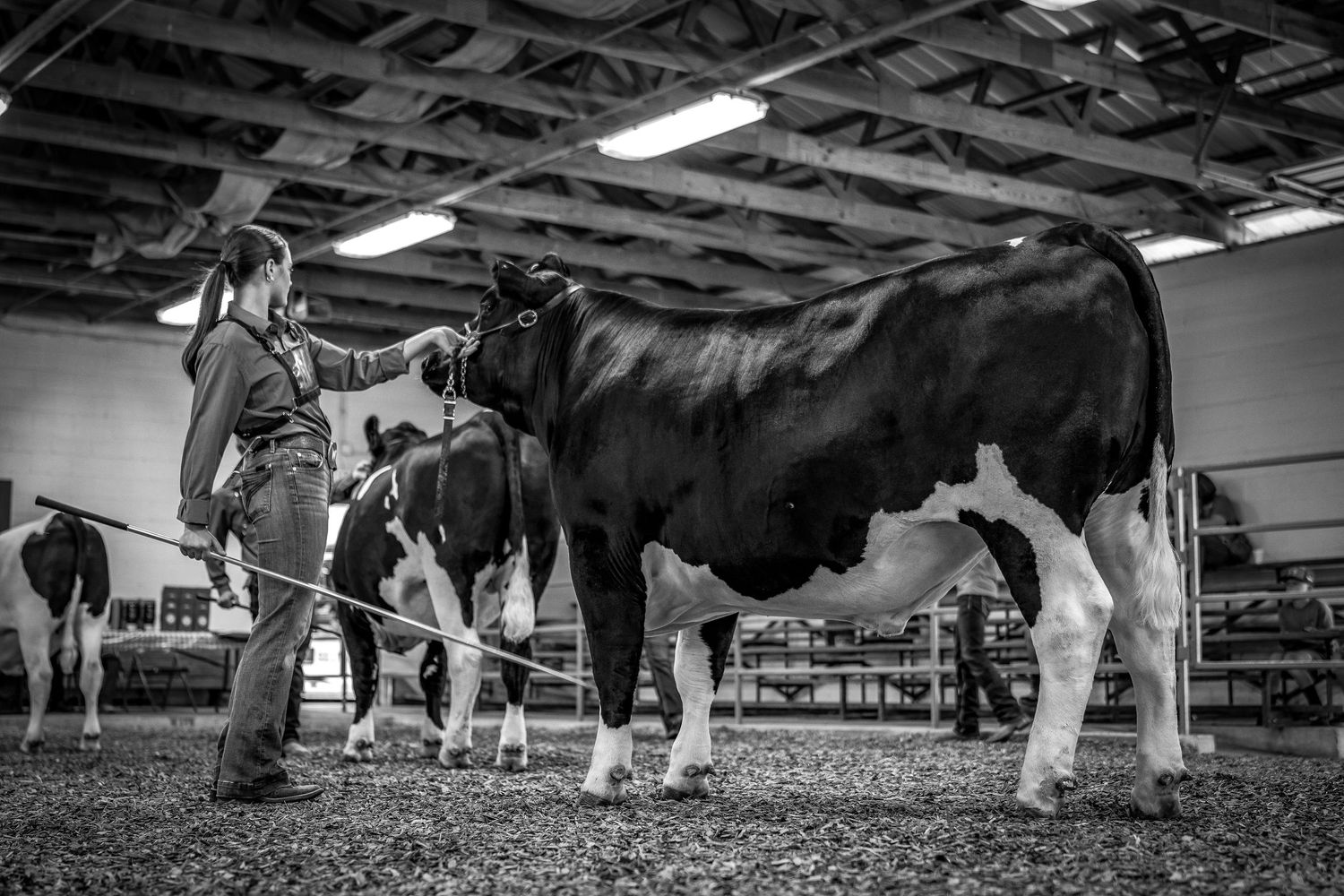 Black and white photo of a handler showing a Holstein dairy cow at an indoor livestock show.