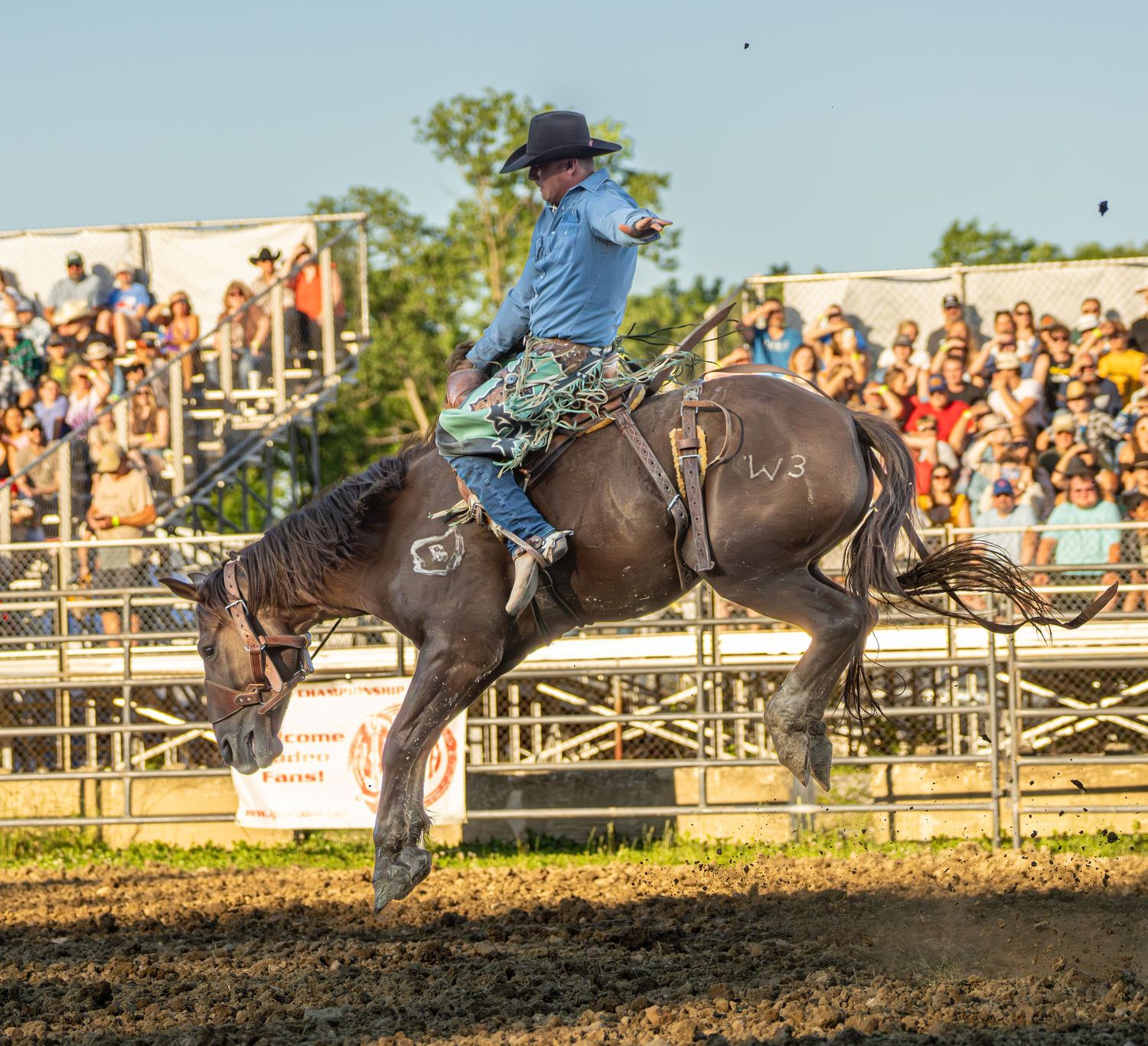 A cowboy in a blue shirt rides a bucking bronco at a rodeo event with a crowd of spectators in the background.