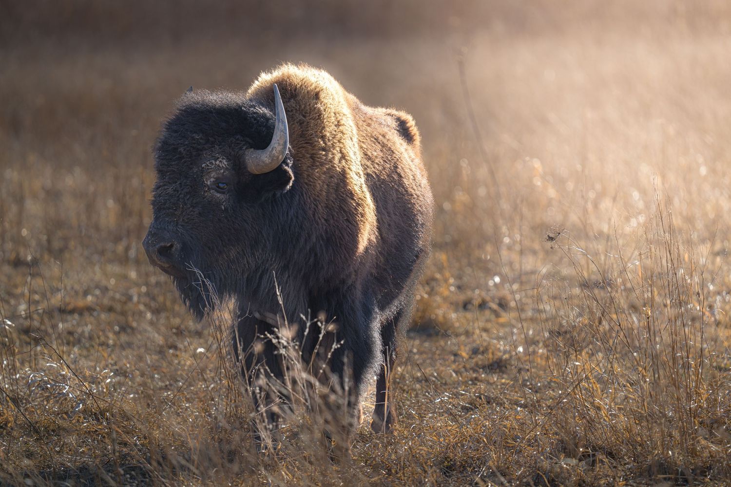 A lone bison stands in a golden prairie field bathed in warm morning sunlight.