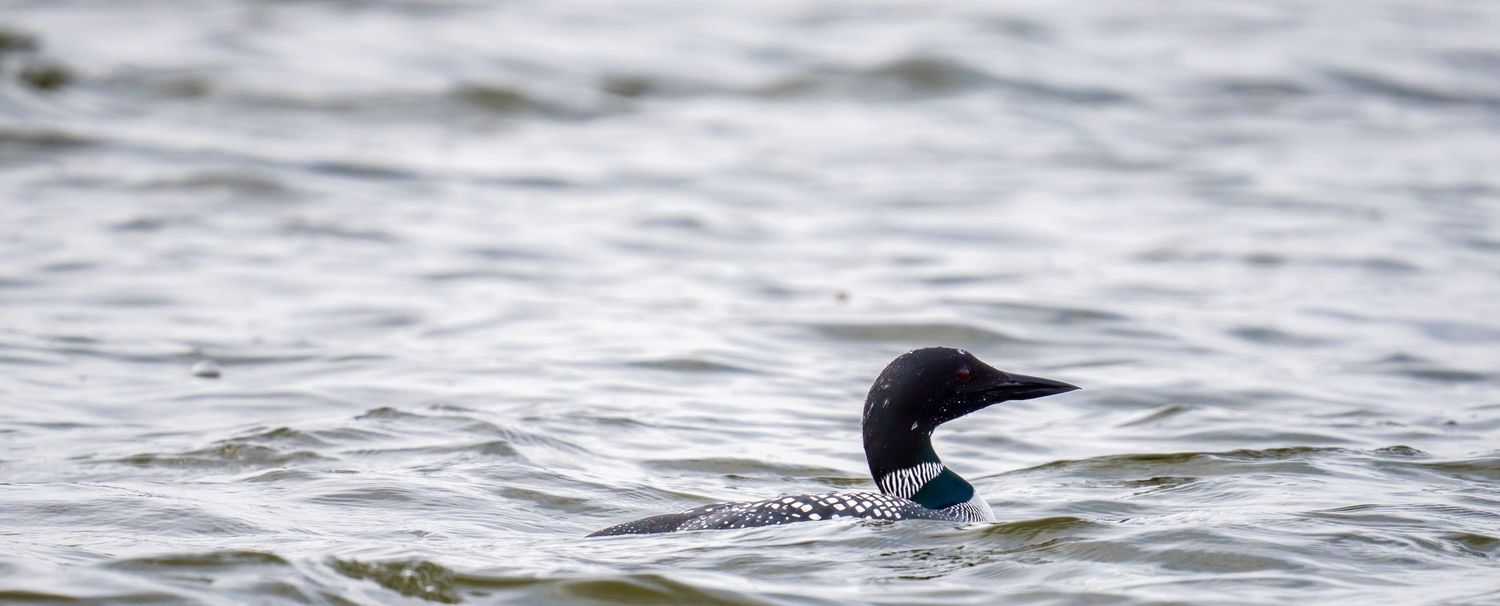 A common loon glides gracefully across calm grey lake waters in a serene nature scene.