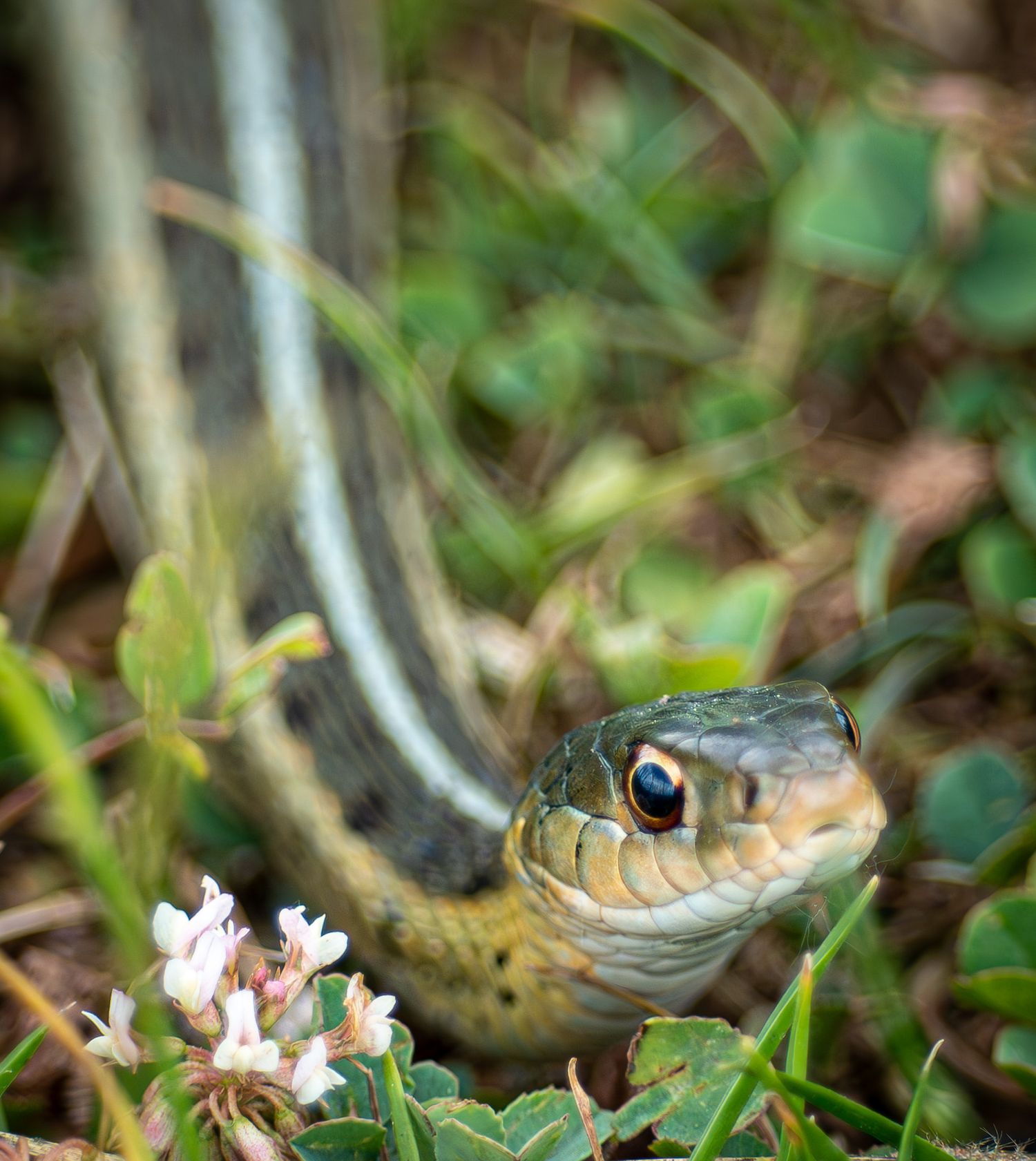 A garter snake peers through green foliage and small white flowers in a natural outdoor setting.
